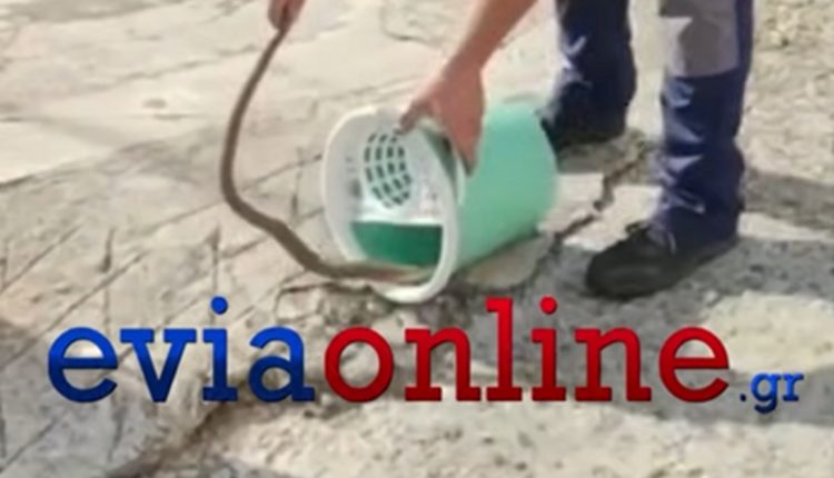 Γυναίκα-βρήκε-φίδι-μέσα-στον-κουβά-του-σπιτιού-της-στην-Εύβοια-–-Δείτε-το-βίντεο