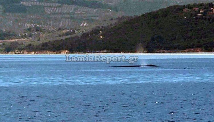 Φάλαινα-φυσητήρας-εμφανίστηκε-ανοιχτά-του-Θεολόγου-στον-Βόρειο-Ευβοϊκό