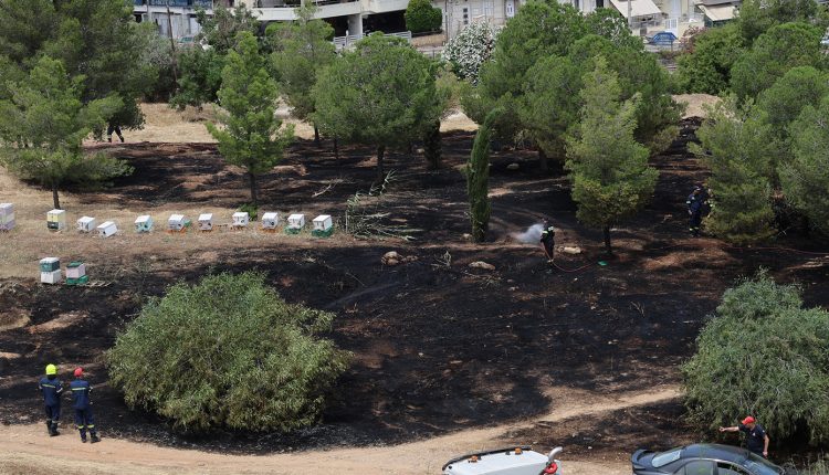 Από-μελίσσια-προκλήθηκε-η-φωτιά-στον-λόφο-της-Φιλοθέης-–-Αναζητούνται-οι-μελισσοκόμοι