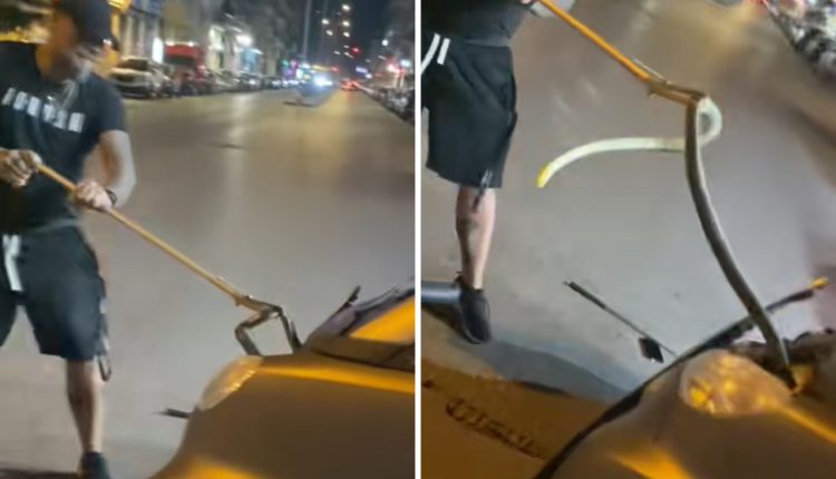 Φίδι-ενός-μέτρου-φώλιασε-σε-αυτοκίνητο-στη-Θεσσαλονίκη-–-Οδηγός-το-βρήκε-κάτω-από-το-καπό