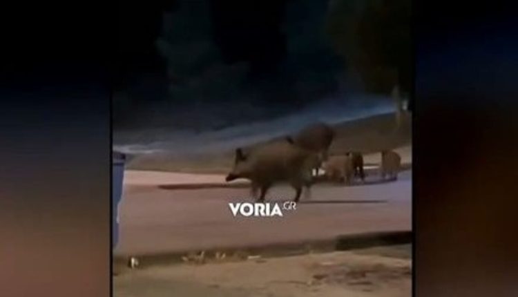 Αγριογούρουνα-έκαναν-βόλτα-δίπλα-από-πάρκο-στο-Πανόραμα-της-Θεσσαλονίκης