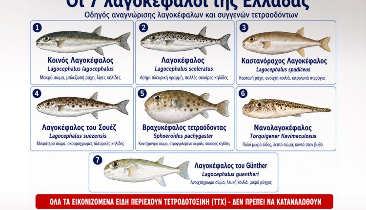 Οι-7-λαγοκέφαλοι-της-Ελλάδας-και-το-πιο-προβληματικό-είδος-–-Οδηγός-αναγνώρισης