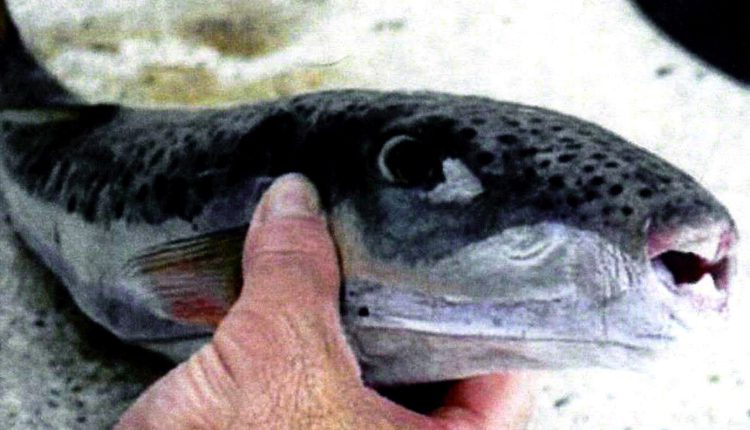 «Επικηρύχθηκε»-ο-λαγοκέφαλος-με-5,33-ευρώ-το-κιλό:-Τα-νέα-μέτρα-που-ανακοίνωσε-το-ΥΠΑΑΤ