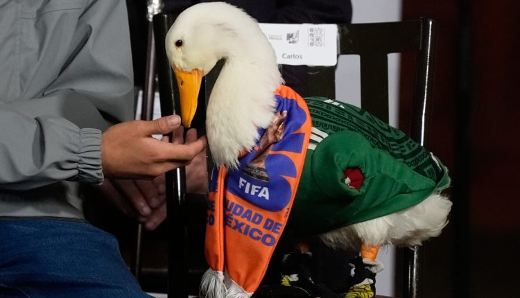 Μουντιάλ-2026:-Η-fifa-απαγόρευσε-στη-διάσημη-πάπια,-Μέρλιν-να-μπει-στο-γήπεδο