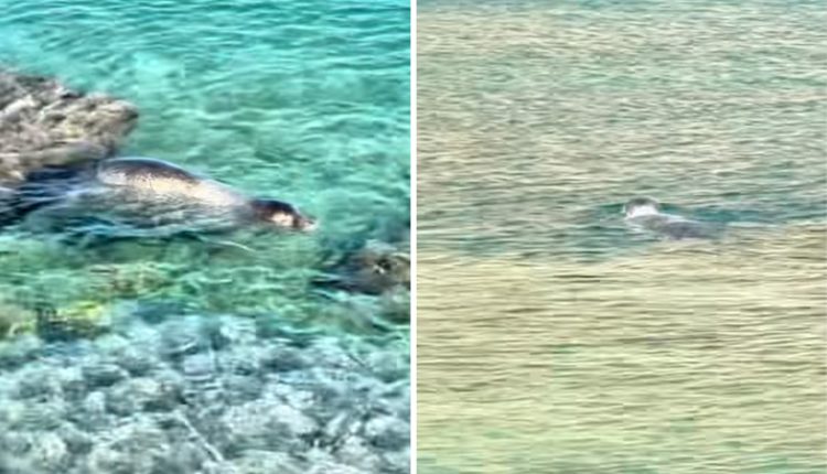 Φώκια-έκανε-μπάνιο-μαζί-με-λουόμενους-στην-παραλία-Μαραθούντα-στη-Σύμη-–-Δείτε-βίντεο