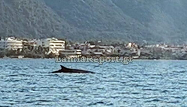Φάλαινα-πιάστηκε-στα-πράσα-να-κάνει-βόλτες-ανοιχτά-των-Καμένων-Βούρλων