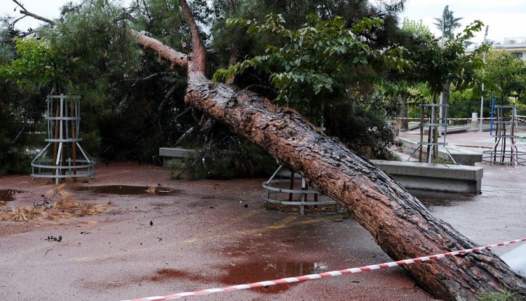 Πτώση-δέντρου-στο-Ίλιον-πάνω-σε-ταξί-μετά-το-μπουρίνι-στην-Αττική-–-Πληροφορίες-για-εγκλωβισμένο-άτομο