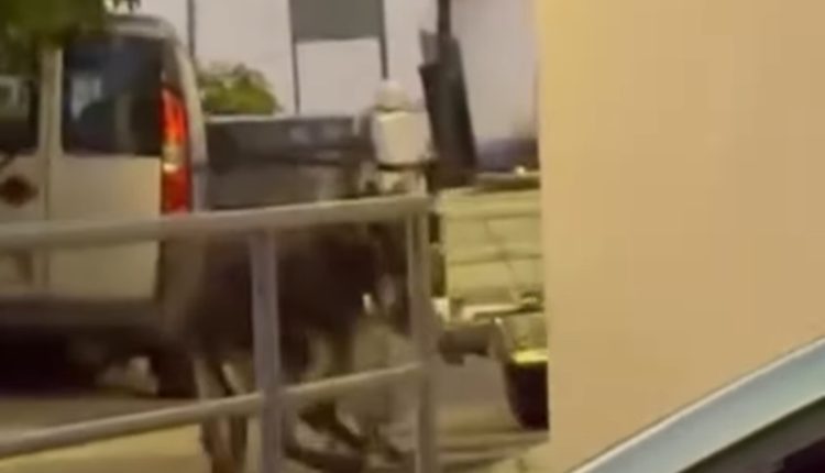 Αποτροπιασμός-στη-Ρόδο:-56χρονος-έσερνε-γαϊδουράκια-δεμένα-στο-αγροτικό-του-–-Σκληρό-βίντεο