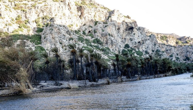Η-περιφέρεια-Ρεθύμνου-μιλά-για-περιορισμένη-καταστροφή-στο-Φοινικόδασος-Πρέβελης-από-την-πυρκαγιά
