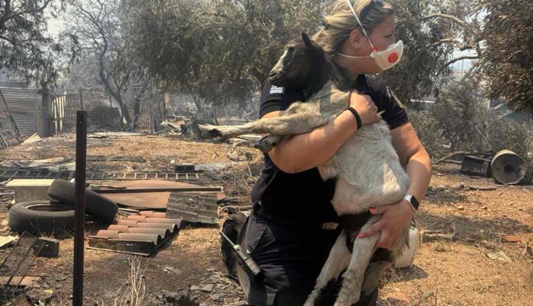 Η-«πύρινη-Οδύσσεια»-των-ζώων:-Δεκάδες-σώθηκαν-από-τις-φλόγες-και-βρήκαν-καταφύγιο-στα-Βίλια-–-h-φωτογραφία-της-ΕΛΑΣ.