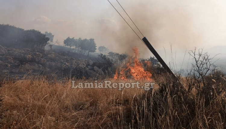 Φωτιά-στη-Φθιώτιδα:-Πυρκαγιά-κοντά-στο-Βαθύκοιλο-–-Σηκώθηκαν-τα-pzl-από-τη-Λαμία