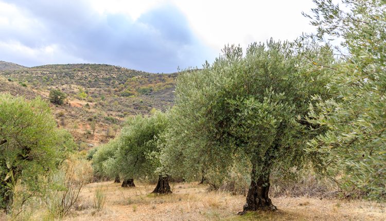 Νεκρός-85χρονος-σε-έκταση-με-ελαιόδεντρα-στην-Κρήτη-–-Τον-βρήκε-ο-γιος-του