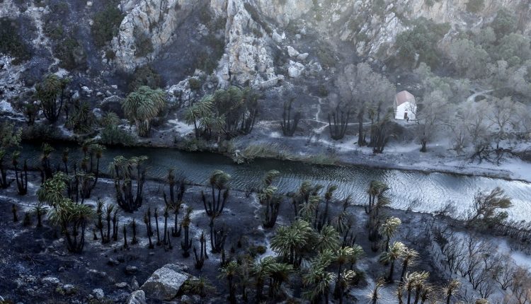 Πότε-θα-γίνει-ξανά-πράσινο-το-φοινικόδασος-της-Πρέβελης-–-Η-ελπίδα-και-ο-κίνδυνος-μετά-την-καταστροφή