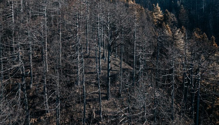 Η-Κόνιτσα-θρηνεί:-16-μέρες-φωτιάς-άφησαν-πίσω-τους-μια-πληγή-10.000-στρεμμάτων-και-ένα-αρχαίο-δάσος-υπό-εξαφάνιση