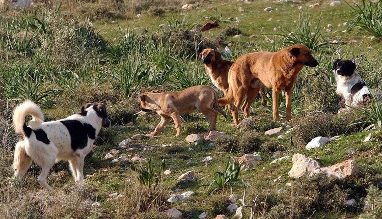 Ώρες-αγωνίας-για-12χρονη-στη-Θεσσαλονίκη-μετά-την-άγρια-επίθεση-αδέσποτων-σκύλων-που-προκάλεσε-βαθιά-τραύματα-στα-άκρα-της