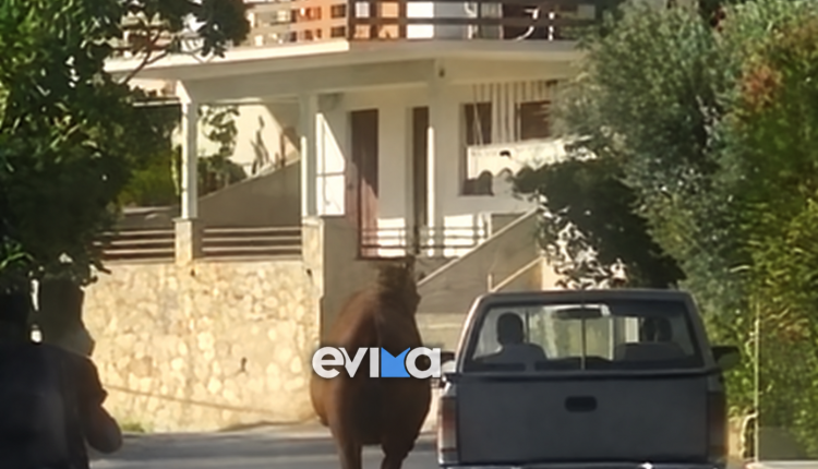 Σοκ-στην-Εύβοια:-Τραυματισμένο-άλογο-δεμένο-από-το-πόδι-σε-καρότσα-αγροτικού-–-Το-βίντεο-που-προκάλεσε-οργή
