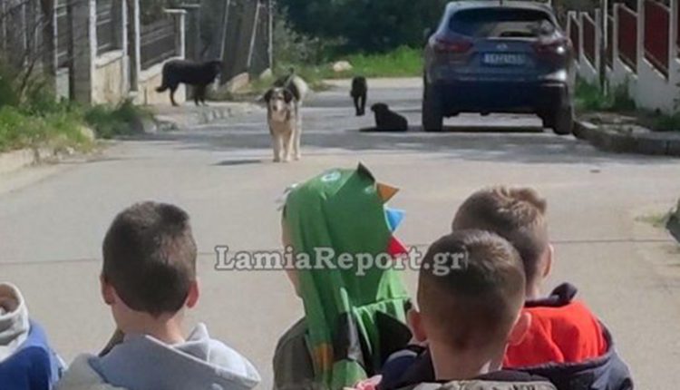 Αγανάκτηση-για-τα-αδέσποτα-έξω-από-νηπιαγωγείο-στη-Λαμία-–-Στο-νοσοκομείο-μητέρα-από-επίθεση-σκύλου