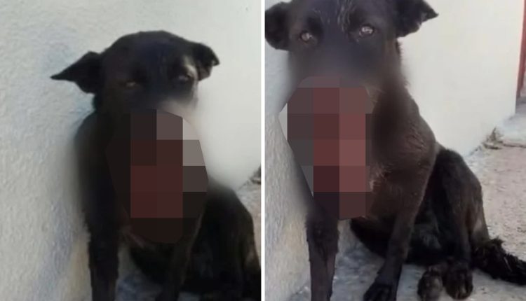 Σε-ευθανασία-ο-σκύλος-στην-Ανδραβίδα:-Δεν-υπάρχει-δυνατότητα-αποκατάστασης-μετά-τον-πυροβολισμό
