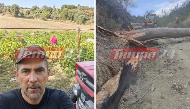 Τραγωδία-στην-Αχαΐα:-51χρονος-πήγε-να-κόψει-δέντρο-και-τον-καταπλάκωσε