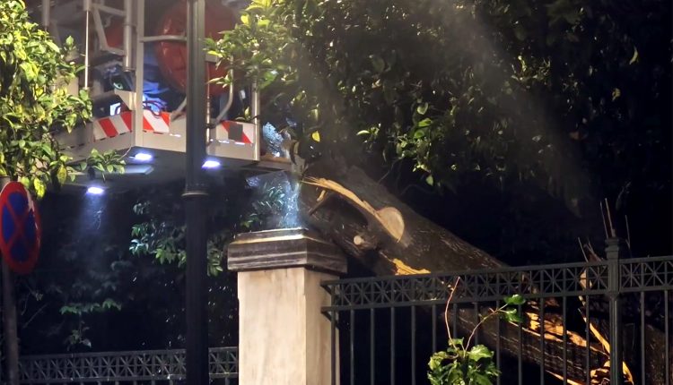 Έπεσε-δέντρο-κοντά-στο-Μέγαρο-Μαξίμου-–-Διακοπή-κυκλοφορίας-στην-Ηρώδου-Αττικού