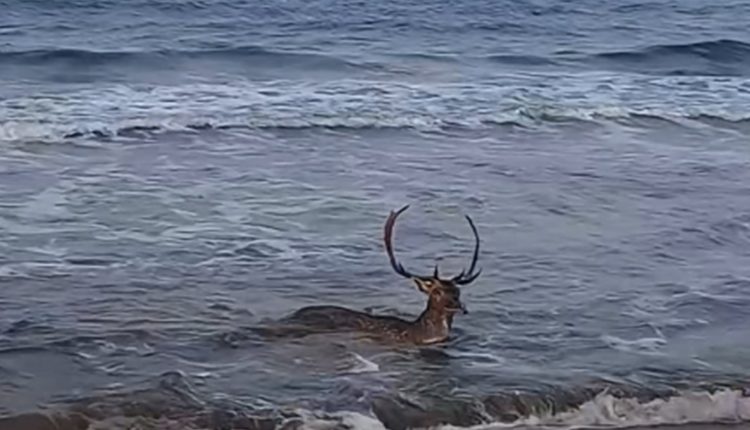 Ένα-σπάνιο-θέαμα-στη-Λήμνο-–-Τεράστιο-ελάφι-παίζει-στη-θάλασσα-–-Δείτε-το-βίντεο